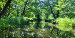 Spreewald 25. - 29.06.2026